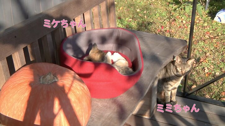 「前の猫は一体…？」長野・安曇野の猫が大集合　美しい風景＆猫にまったり癒されるにゃ