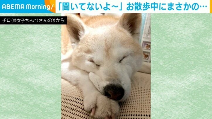 柴犬のチロちゃん
