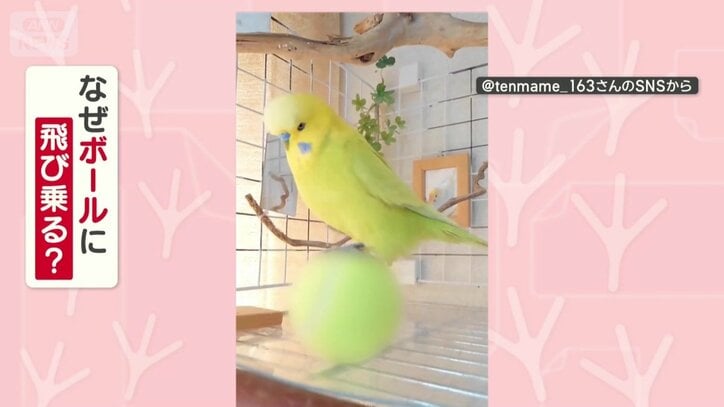 なぜボールに飛び乗る？