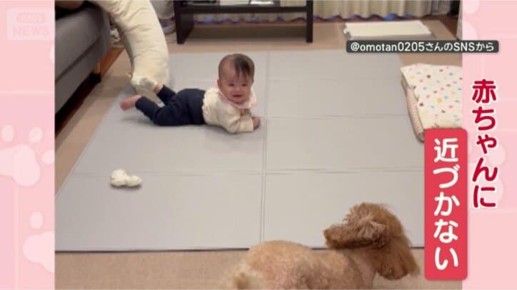 赤ちゃんには近づかないワン