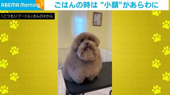 トイプードルのちろるちゃん（9歳）