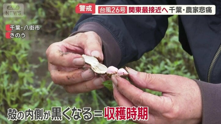現在の落花生の状態は
