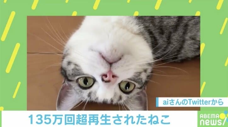 「もうダメだニャ…」暑くなると“落ちる”猫の動画が100万再生超えの大反響!!