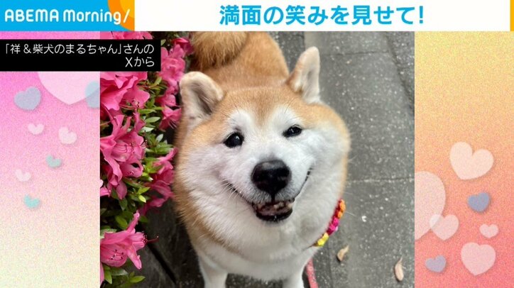 柴犬のまるちゃん（12歳）