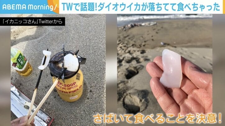 打ち上げられた「ダイオウイカ」の“実食ルポ”が話題「噛めば噛むほど塩化アンモニウムの…」