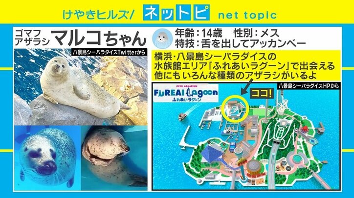 まるでタイタニックのワンシーン？ アザラシの“寝落ち”動画がTwitterで話題に