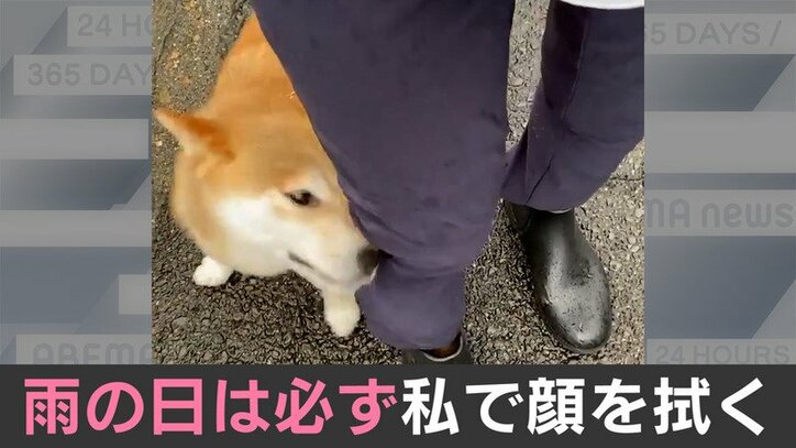 飛行犬 を撮ったはずなのに 躍動感ある犬の写真がtwitterで話題 フィギュアにしてもらいたい 国内 Abema Times