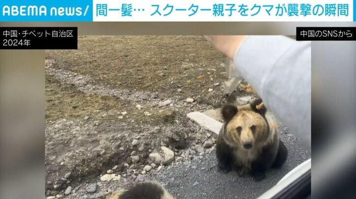 チベットヒグマ