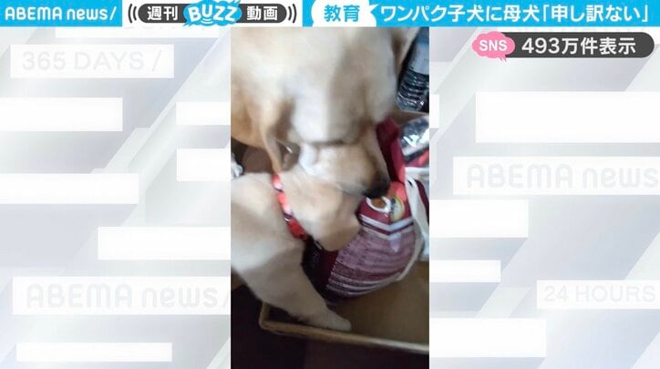 ラブラドールの“子犬”と“母犬”