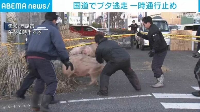 国道でブタ逃走 一時通行止め