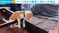 ケージいたはずの子犬が隣に!?必死の脱出劇に飼い主「目の前に現れて驚いた」