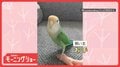 芸達者インコさん　上手に“お手”　首をグーッとドヤ顔！　指にチョコンする理由は？