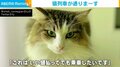 猫が木枠に捕まり...今にも発車しそうな奇跡的瞬間を激写 SNSでは「言い値払ってでも乗りたい」の声