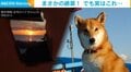 すべてお見通しだったわけか…障子を破いた柴犬 穴の先には“まさかの絶景”に「拝みましょう」「アートですね」と絶賛の声
