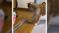 「おぬし何者」クリップに威嚇する犬