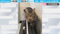 【映像】バランスを崩し“もぞもぞ”…助けを求める猫