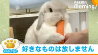 【映像】人参をハグしながら食べるうさぎ