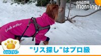 リスを発見する“名犬”