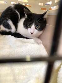 藤あや子『オレちゃんが大変‼︎』