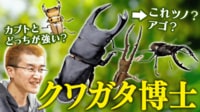 【映像】フォルムにウットリ...研究者が熱弁!昆虫の花形「クワガタ」かっこいい理由