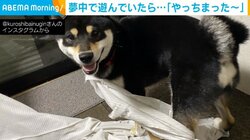 絡まったワン...“やんちゃ”すぎたイヌの“助け求める表情”に飼い主「見つかっちゃったと思ってる」