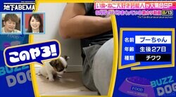 「僕も甘えたい！」生後27日のチワワのいじける姿が可愛すぎる