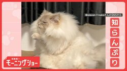 「ママにはお返事するニャー」愛情明暗　パパだけ返事しないネコ　どんな気持ちなの？