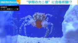 「フレッフレッ」ボンボンを振る生物 小さな体で応援する姿にほっこり