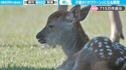 「ホワワ～ン」子鹿の寝ぼけ顔に悶絶！奈良公園の“天使”に「手塚治虫漫画の眼差し」「天国はここ…」と大反響