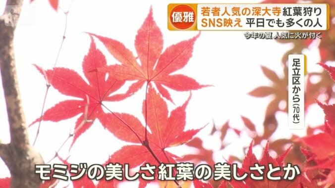 美しい紅葉