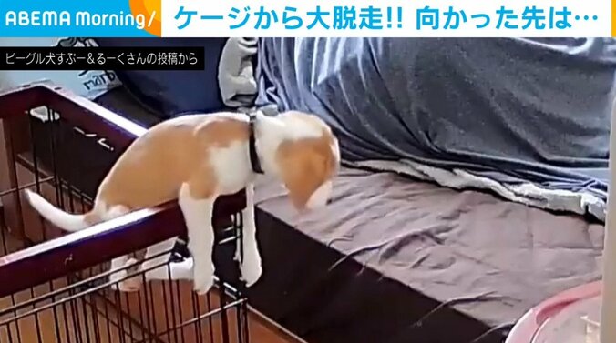 ケージいたはずの子犬が隣に!?必死の脱出劇に飼い主「目の前に現れて驚いた」 1枚目