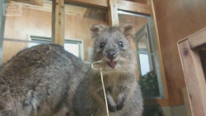希少な動物が暮らす埼玉の人気動物園…“世界一しあわせな動物”クオッカの笑顔のひみつ 1枚目