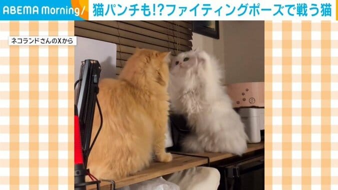 ラガマフィンのエマちゃんとミヌエットのノーマンくん