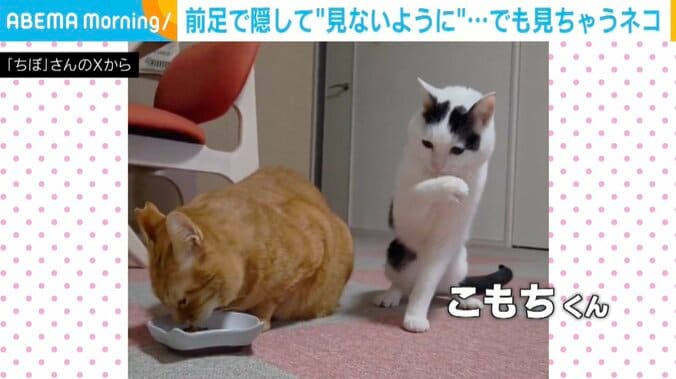 猫のこもちくん