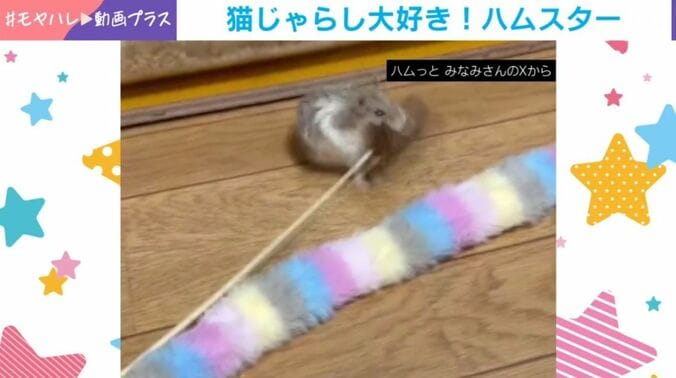 ハムスターのココくん