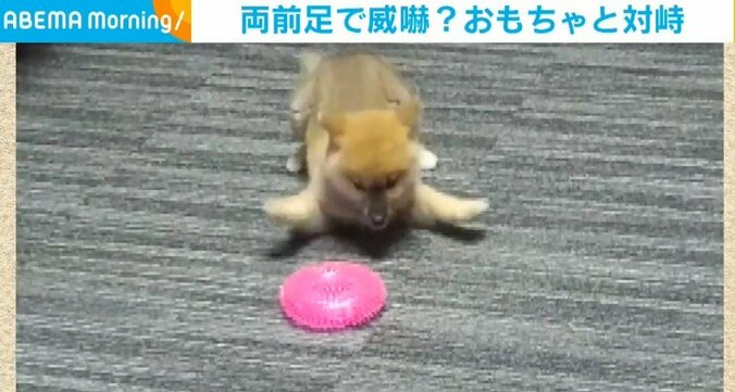 3カ月の柴犬がおもちゃに“可愛すぎる威嚇” 飼い主家族も思わず爆笑 1枚目