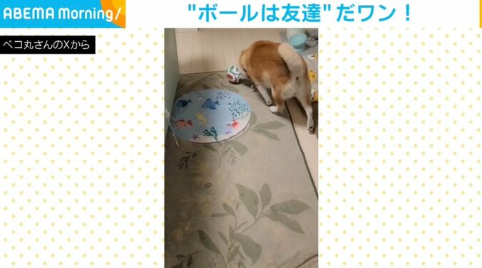 柴犬の茶々丸くん