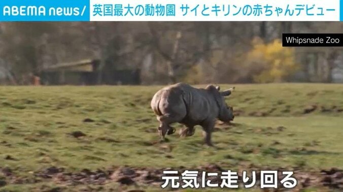 ウィップスネード動物園