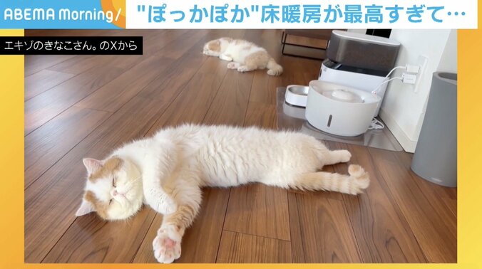 猫のひるねくん
