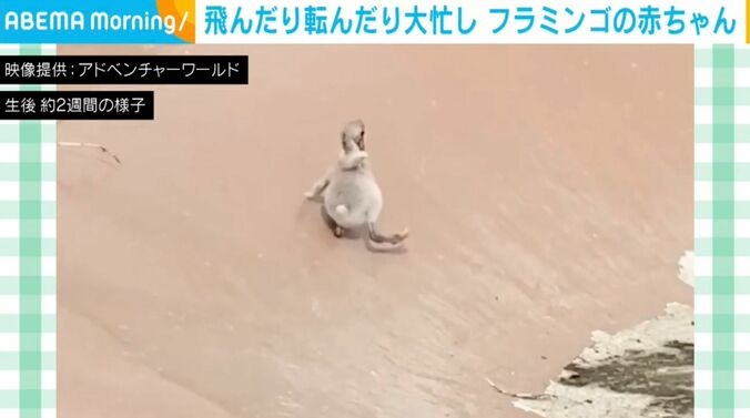 フラミンゴの赤ちゃん