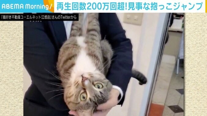 飼い主の合図で見事な“抱っこジャンプ”→ばっちりカメラ目線 Twitterで再生回数200万超えの反響 1枚目