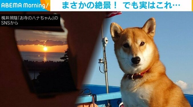 すべてお見通しだったわけか…障子を破いた柴犬 穴の先には“まさかの絶景”に「拝みましょう」「アートですね」と絶賛の声 1枚目