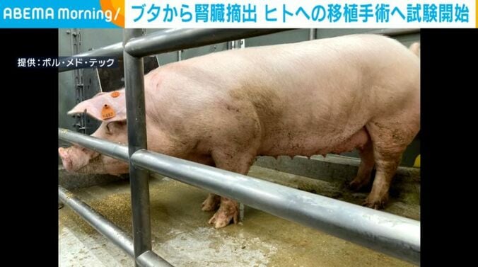 ブタ