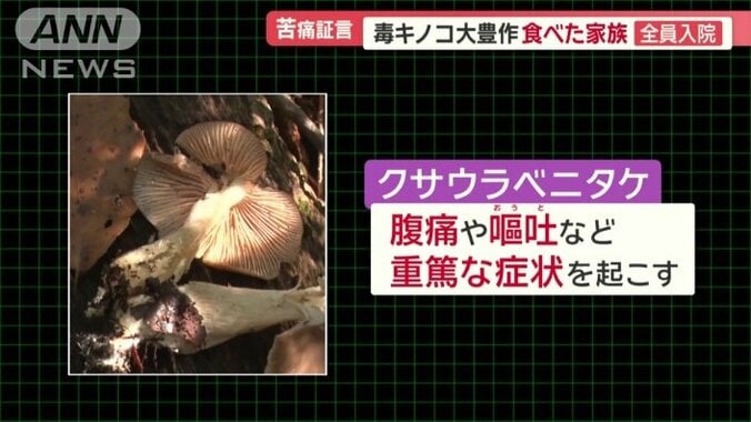 クサウラベニタケ