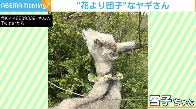 花冠でおめかししたヤギ 数秒後の“笑撃”行動に「花より団子」「非常食にもなるアクセサリー」の声 1枚目