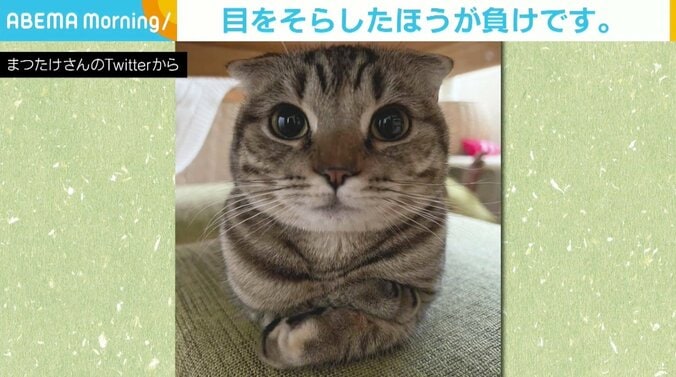 猫のつぶらな瞳に約19万“いいね” その“あざとかわいさ”に飼い主もTwitter民も敗北 1枚目