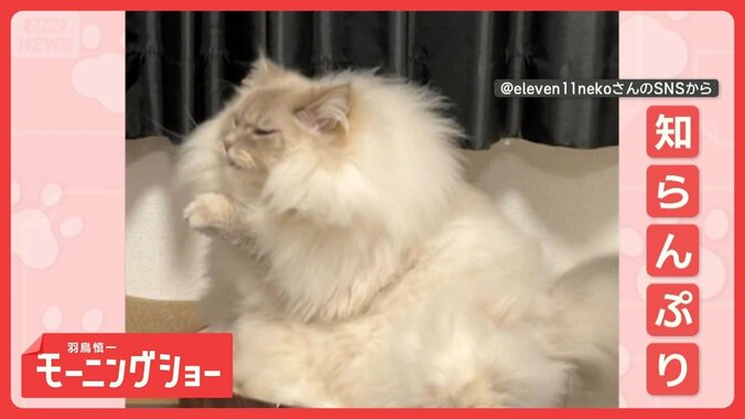 「ママにはお返事するニャー」愛情明暗　パパだけ返事しないネコ　どんな気持ちなの？ 1枚目