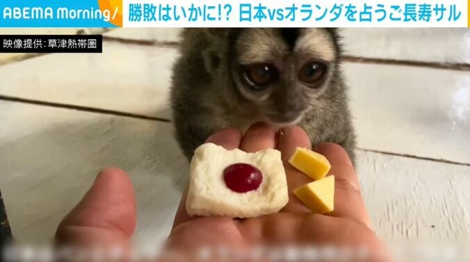 “日本vsオランダ”を占う3匹のご長寿サル