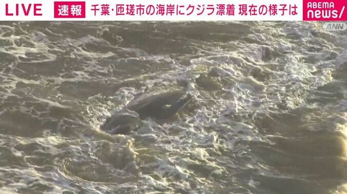 クジラ