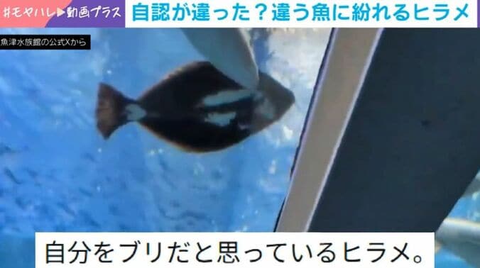 ヒラメとブリ